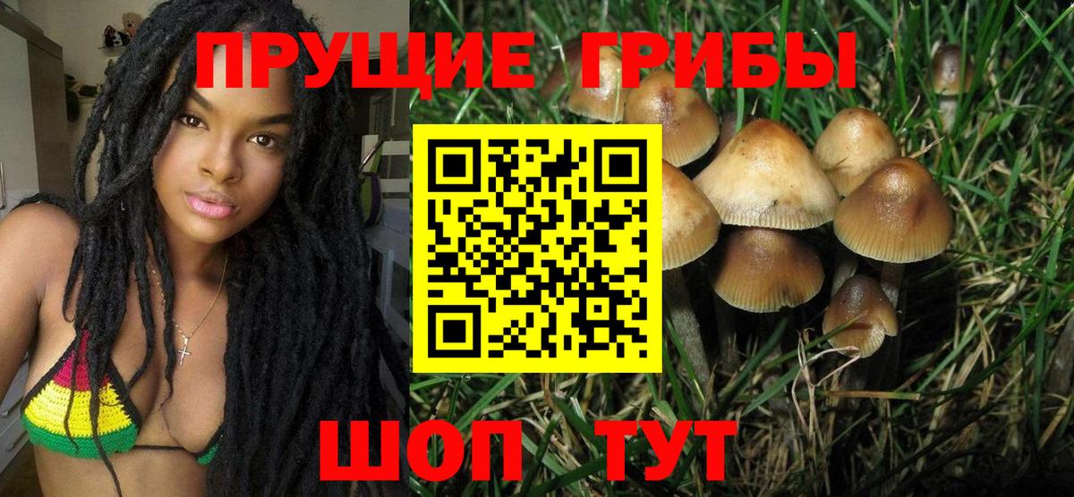Псилоцибиновые грибы Psilocybe Одинцово